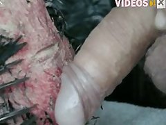 Woman Blows Horse Porn