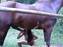 Animal Porn