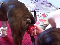 Cachorro Chupando Buceta