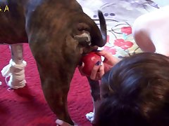 Cachorro Chupando Buceta