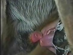 Wife Let Our Dog Fuck Her