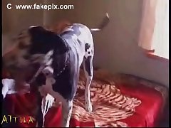 Dog Fuck Girl Funny