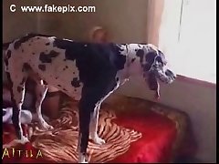 Dog Lick Pussy Fuck
