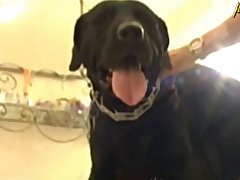 Dog Impregnation Porn