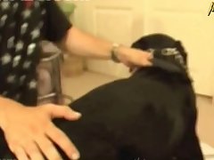 Dog Impregnation Porn