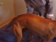 Horse Fucks Woman Porn