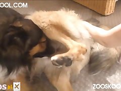 Gay Horse Cock Porn
