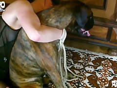 Dog Blowjob Porn