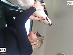 What The Fuck Is Oatmeal Dog Hd