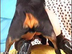 Dog Fuck Boy Hard