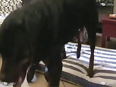 Smoking Girl Fuck Dog