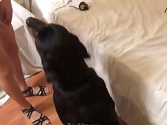 Gay Porn Dog