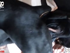 Dog Licks Pussy Porn