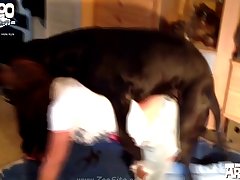 Animal Porn Horse
