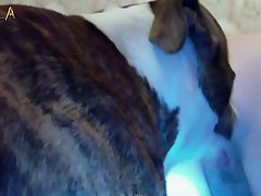 Animal Sex .com