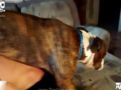 Horse Blowjob Porn