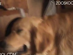Bonnie Blue Zoo Porn