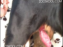 Dog Throat Fuck Girl