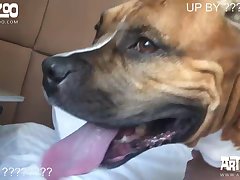 Asian Girl Forced To Fuck Dog