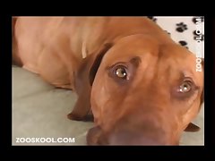 Im Fast As Fuck Boi Dog Video