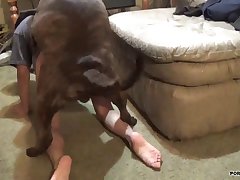 Dog Cumming Porn