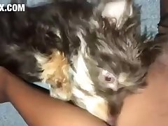 Videos De Zoofilia