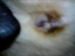 Dog Licking Butthole Porn