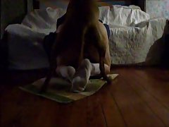 Dog Fucks Girl Anime Porn