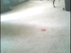 Dog Fuck Dog Gay