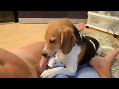 Fucking Dog Hard Porn