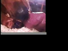 Dog Of War Porn