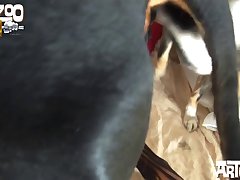 Dog Eating Girl Ass Porn