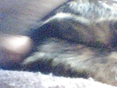 Dog Suck Man Dick Porn