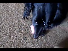 Zoofilia Gay Horse