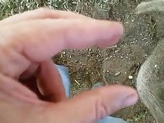 Dog Fucking Horse Porn