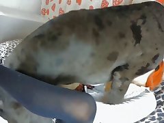 Brazilian Girls Fuck Dog