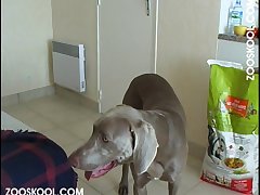 Dog Fuck Bbw Girl