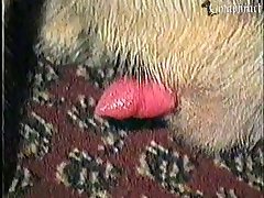 True Animal Sex Stories