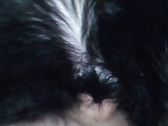 Pussy Horse Porn