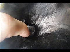 Horse Cumming In Pussy Porn