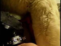 Dog Porn Lucky