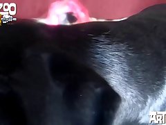 Teen Dog Porn Compilation