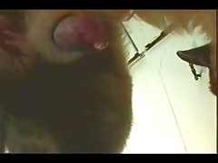 Succubus Dog Porn