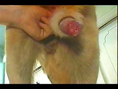 Succubus Dog Porn