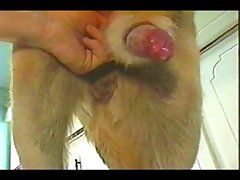 Succubus Dog Porn