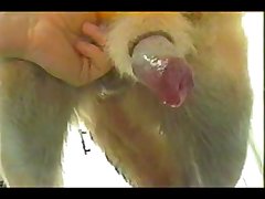 Succubus Dog Porn