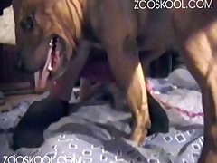 Dog Fuck Woman Stories