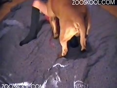 Dog Fuck Woman Stories