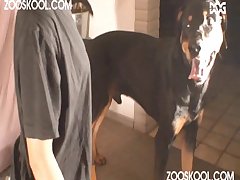 Xxx Animal Sex