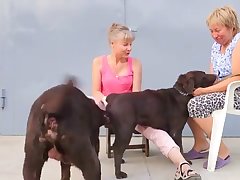 Animal Gay Sex Twitter